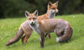 The picture of two foxes